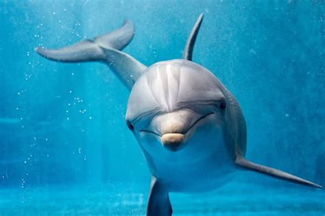 Images Of Dolphins Eating