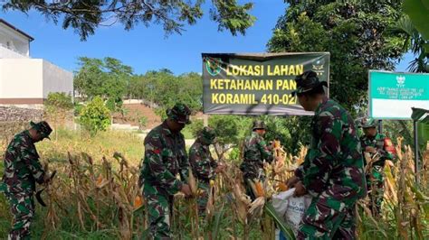 Panen Jagung Di Lahan Demplot Danramil Program Ini Untuk Wujudkan