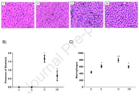 Histopathological Assessment Of The Liver Hematoxylin Eosin Stained