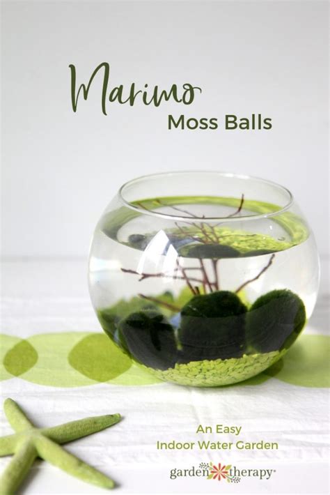 6 DIY Marimo Moss Ball Aquariums And Water Gardens - Shelterness