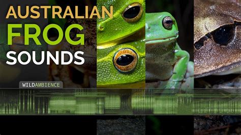 Australian Frog Sounds A Compilation Of Calls From 15 Different Frog