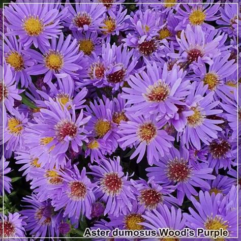 Aster Wood S Purple G 9