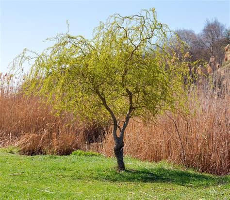 Corkscrew Willow Trees Salix Matsudana Hedging Harrod Outdoors