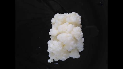 Молочный гриб.Вопросы-ответы по уходу - YouTube