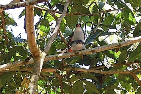 Cuban Trogon Or Tocororo Photo Of The Day Havana Times