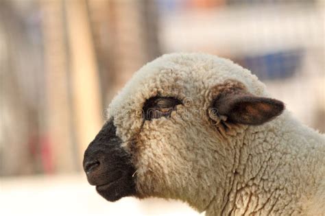 Side View Of White Lamb Stock Image Image Of Cute Lamb 34894835