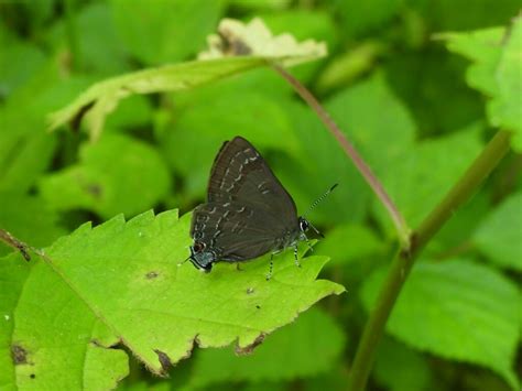 Hickory Hairstreak In June 2022 By Tyler Grant INaturalist