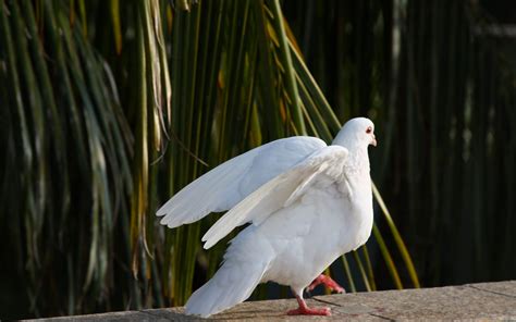 Wallpaper White Birds Animals Nature Blue Wildlife World Beak