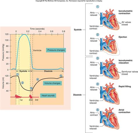 O Que é Ciclo Cardiaco Braincp