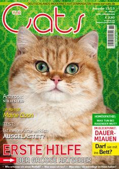 Cat Magazine on Pinterest