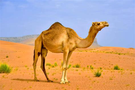 explore  sahara desert   animals      animals