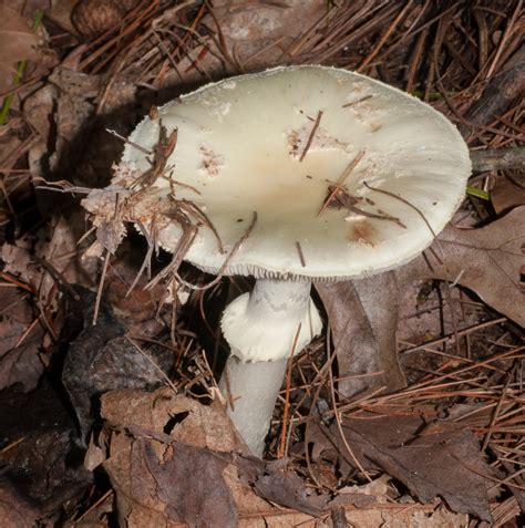 Amanita phalloides