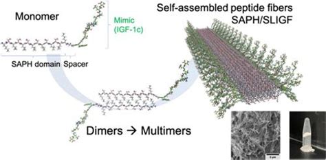 Self Assembling Peptides With Insulin Like Growth Factor Mimicry Acs