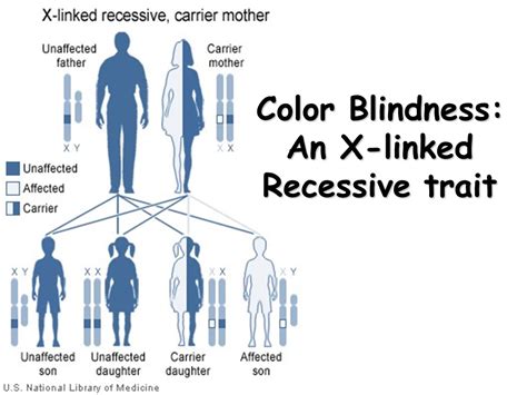 Sex Linked Traits Presentation Biology