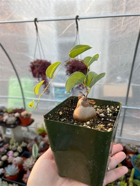 Dioscorea Elephantipes Elephants Foot Etsy