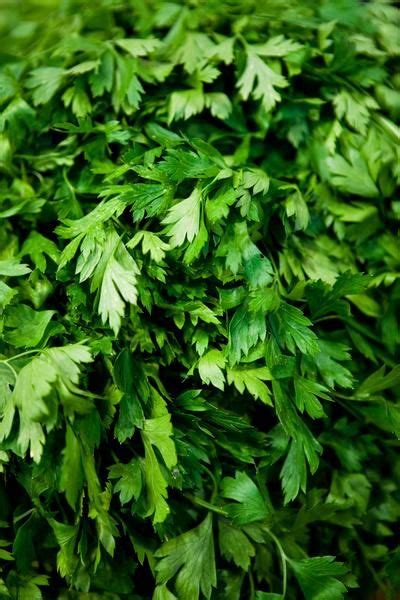 A Plant Spacing Guide For Cilantro In A Square Foot Garden Freezing