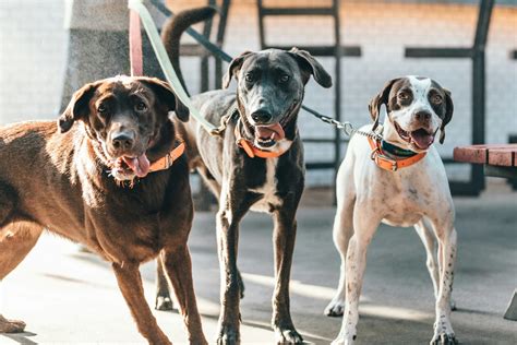 Dog Adoption vs. Foster Care: Pros and Cons