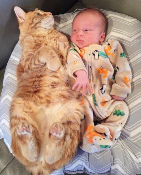 Cat Protects Baby While He Has A Fever Kitten Care Cat Cuddle Cat Hug