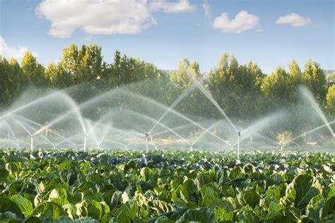 La Importancia Del Agua En La Agricultura Marketing Arm Nicaragua