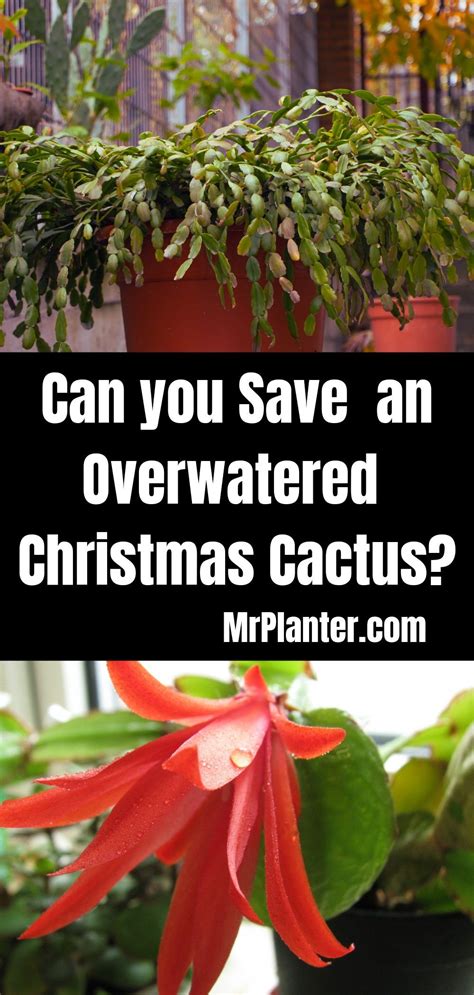 Can You Save An Overwatered Christmas Cactus Artofit