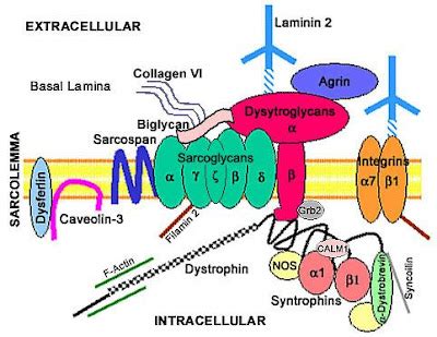 Praepetis: Protein Laminin God Cross Glue Sticky Caduceus