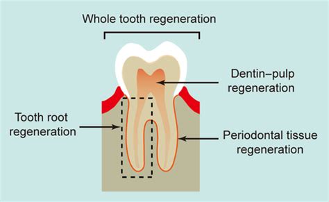 Stem Cellbased Tooth And Periodontal Regeneration Hu Oral