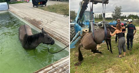 Des pompiers sauvent un cheval tombé dans une piscine Les images d un