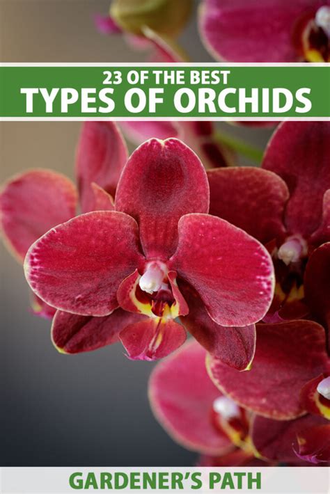 Types Of Orchids To Grow As Houseplants Gardeners Path