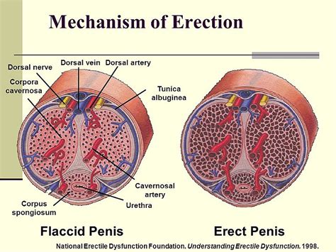 Coitus Male Response Female Response TeachMePhysiology