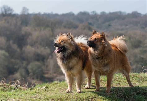 Eurasier Shedding Level Do Eurasier Dogs Shed A Lot