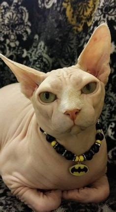 Hairless Kitties Ideas Sphynx Cat Hairless Cat Sphinx Cat