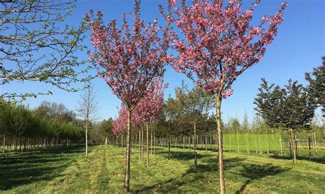 Cherry Kanzan Prunus Serrulata Kanzan Standard Garden Plants