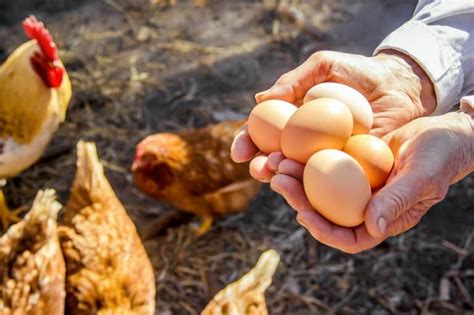 Best Egg Laying Chickens 12 Breeds To Consider Chickens Livestock Homesteading And Gardening