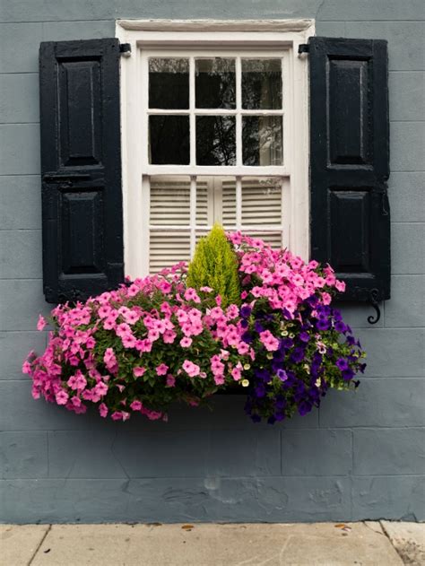 Best Perennials For Window Boxes Agribotix