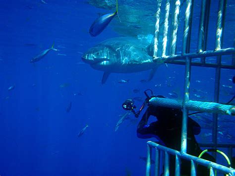 About Cage Diving with Sharks