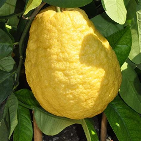 M Tech Gardens Rare Etrog Citron Ganapathy Lemon Fruit Live Seedling