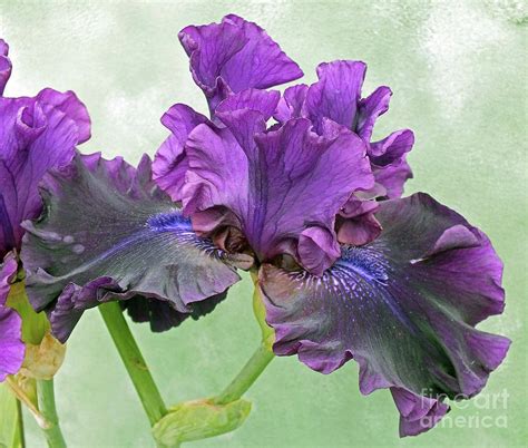 Black Bearded Iris Photograph By Cindy Treger