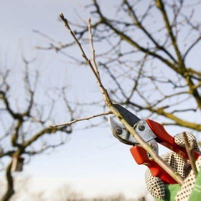 Trattamento Invernale Per Alberi Da Frutto Come Prendersi Cura Degli