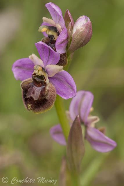 Flora Silvestre Ophrys Xcaballeroi