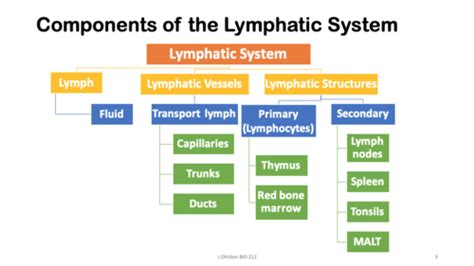 BIO212 The Lymphatic System Unit 2 Flashcards Quizlet