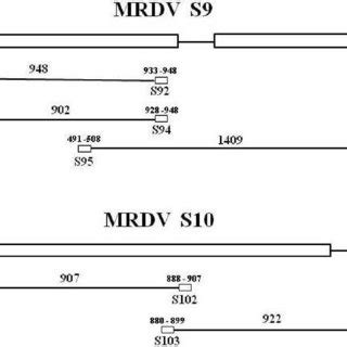 Schematic diagram of primer design for Reverse transcription-polymerase ...