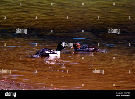 Barrow S Goldeneye Bucephala Islandica Anatidae Couple Display