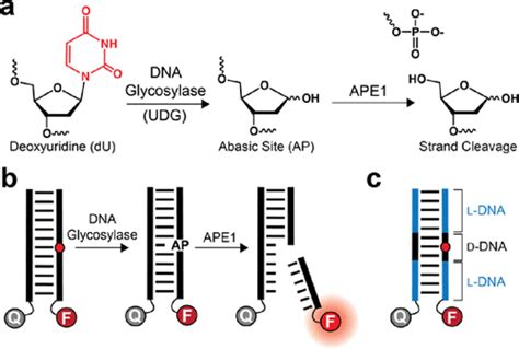 Chimeric D L Dna Probes Of Base Excision Repair Enable Real Time