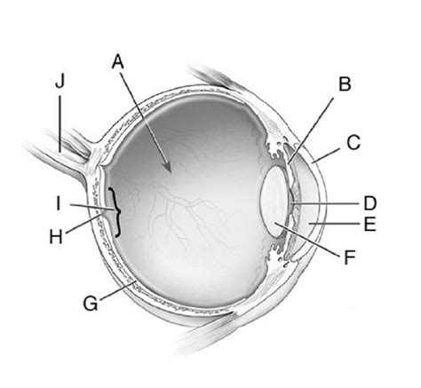 Ap Psych Parts Of The Eye Diagram Quizlet