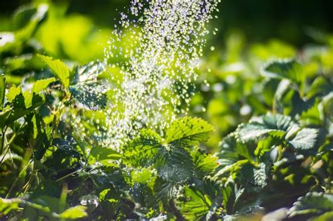 Regar plantas de morango em uma plantação no calor do verão gotas de