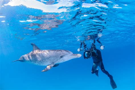 10 Fascinating Facts About Dolphins