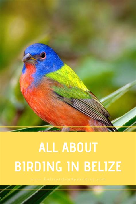 Everything You Need To Know About Bird Watching In Belize Belize