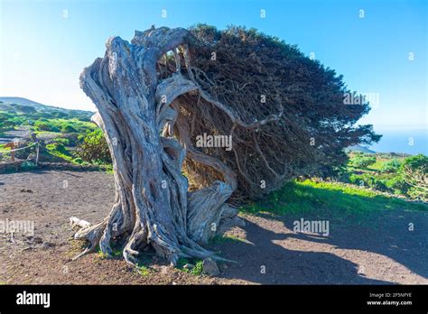 Wind Bent Juniper Trees At El Sabinar At El Hierro Island In Canary