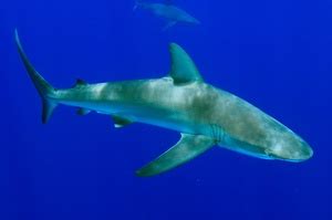 Hammerhead Sharks off Galápagos Islands