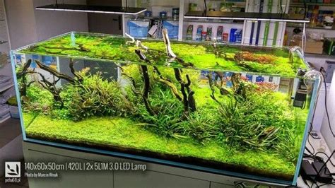 Pin By Marzena Szymanowska On Akwarystyka Nature Aquarium Aquascape